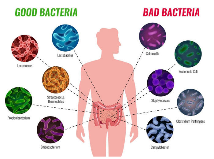 Good vs Bad bacteria
