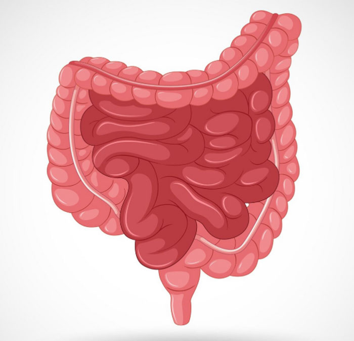 Human digestive system