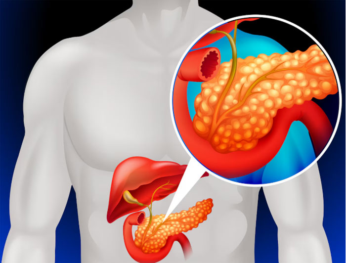 The human liver
