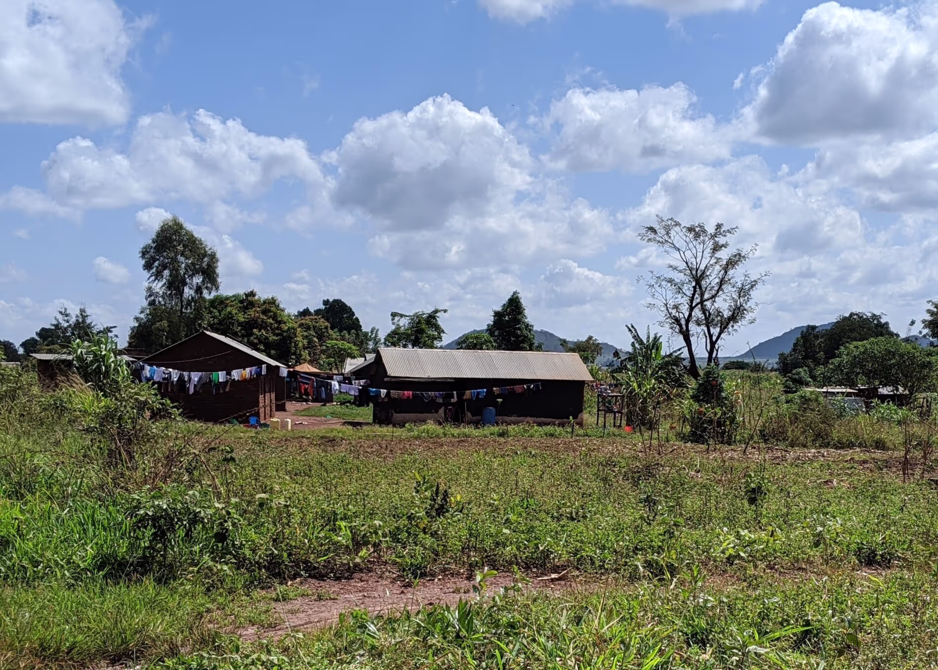 Crop farming outside a house in Kiryandongo. ©IDinsight/Heather E Lanthorn, February 2020