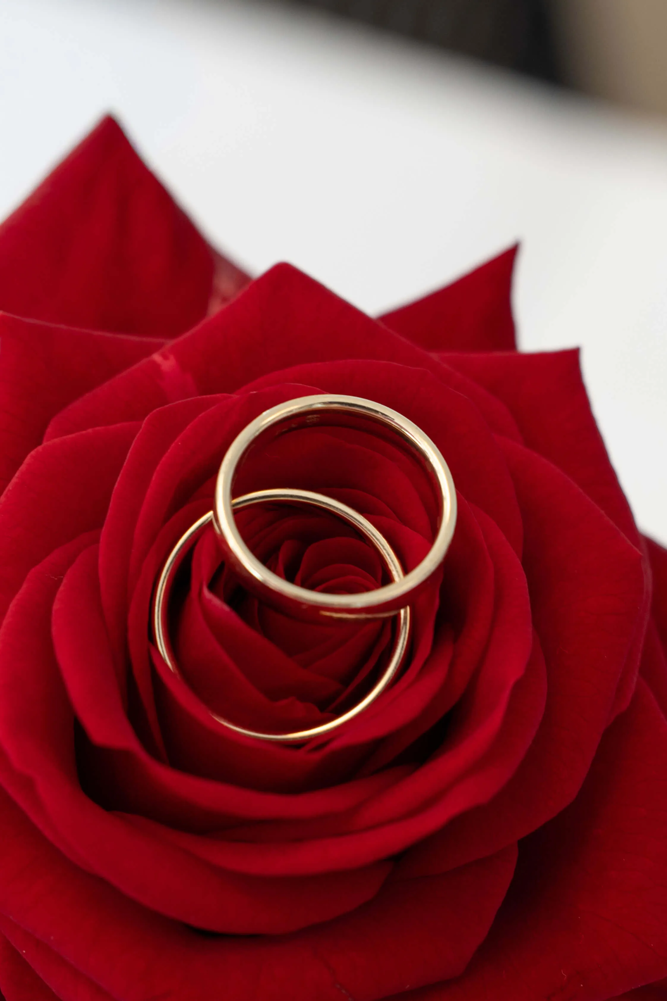 Eheringe auf einer roten Rose