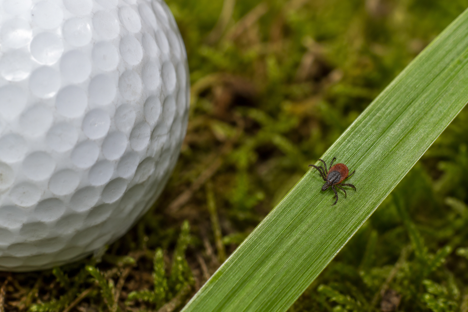 Tick on a blade of grass beside a golf ball