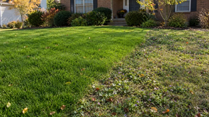 Fall lawn split between healthy green turf and a section overtaken by winter weeds