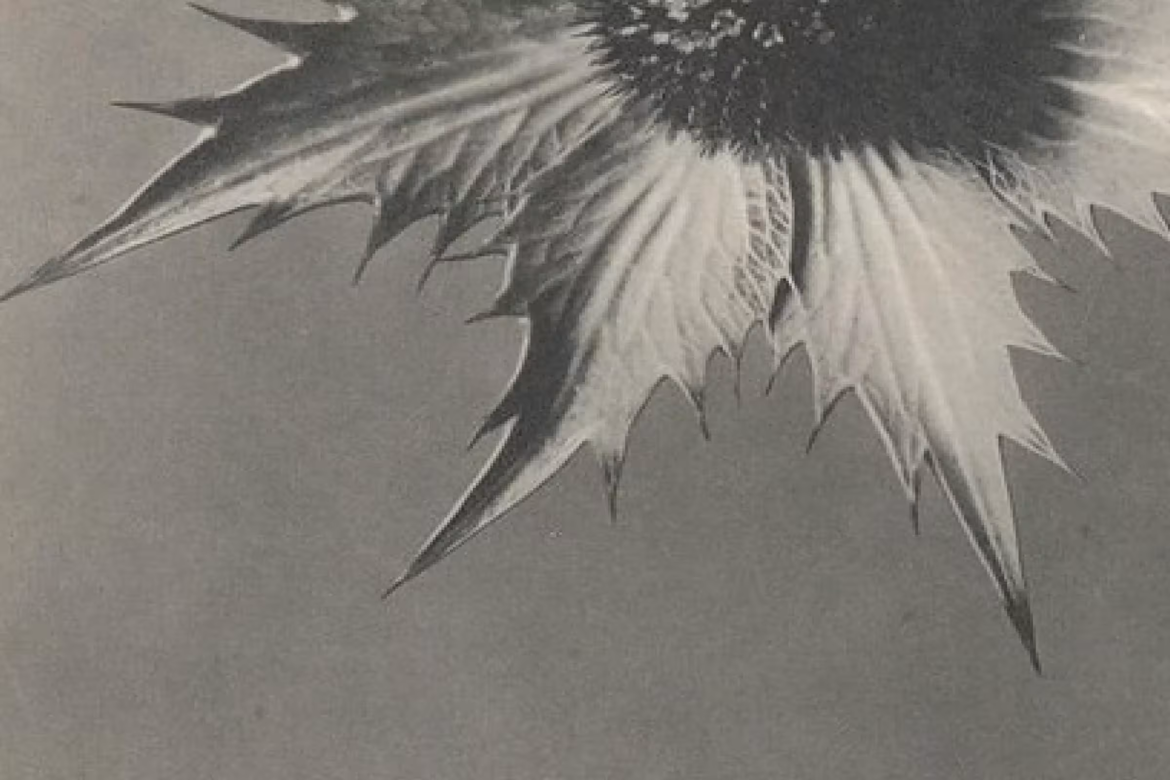 A flower with sharp spikes representing a sharp vaginal pain 