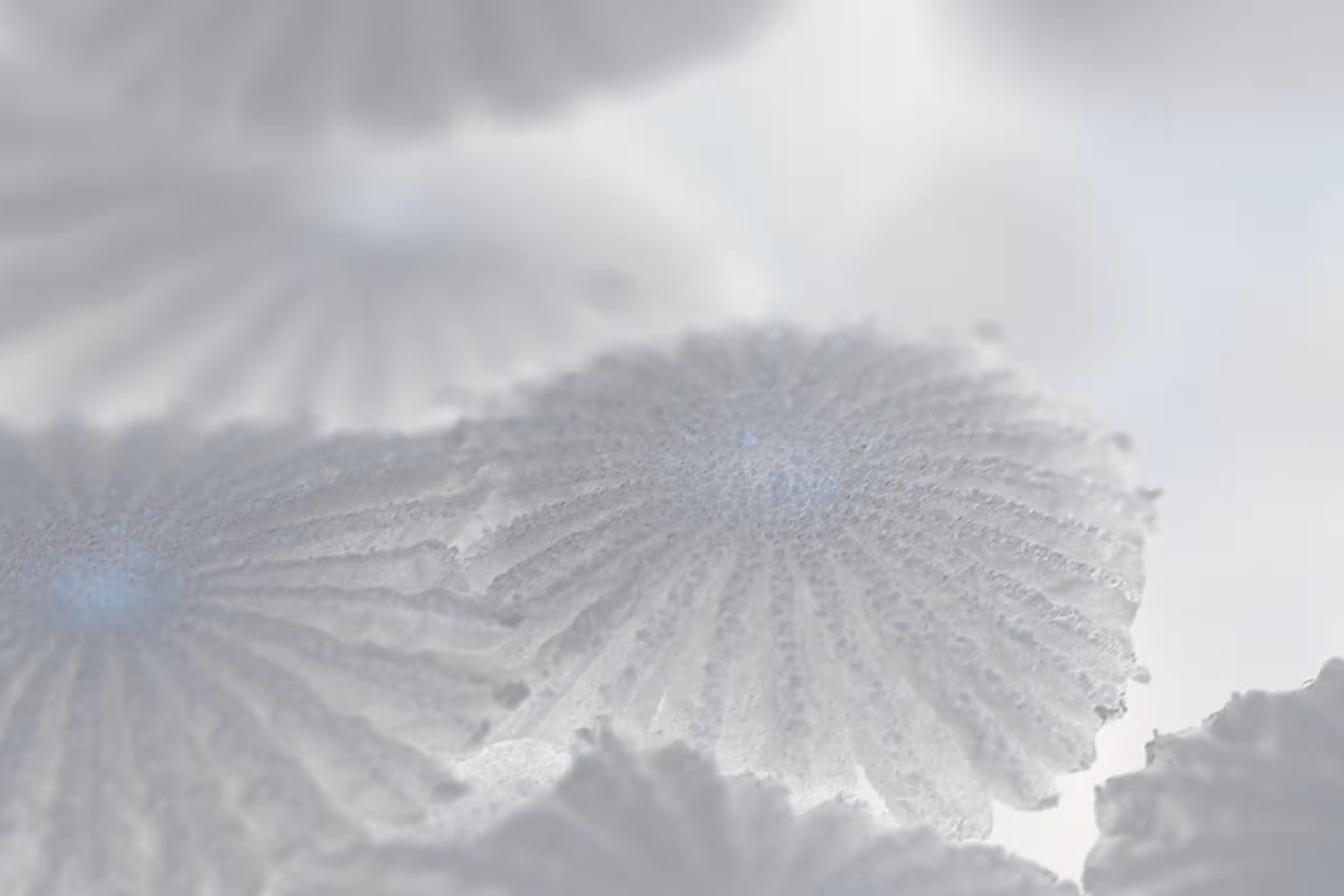 a macro image of white candida fungi species