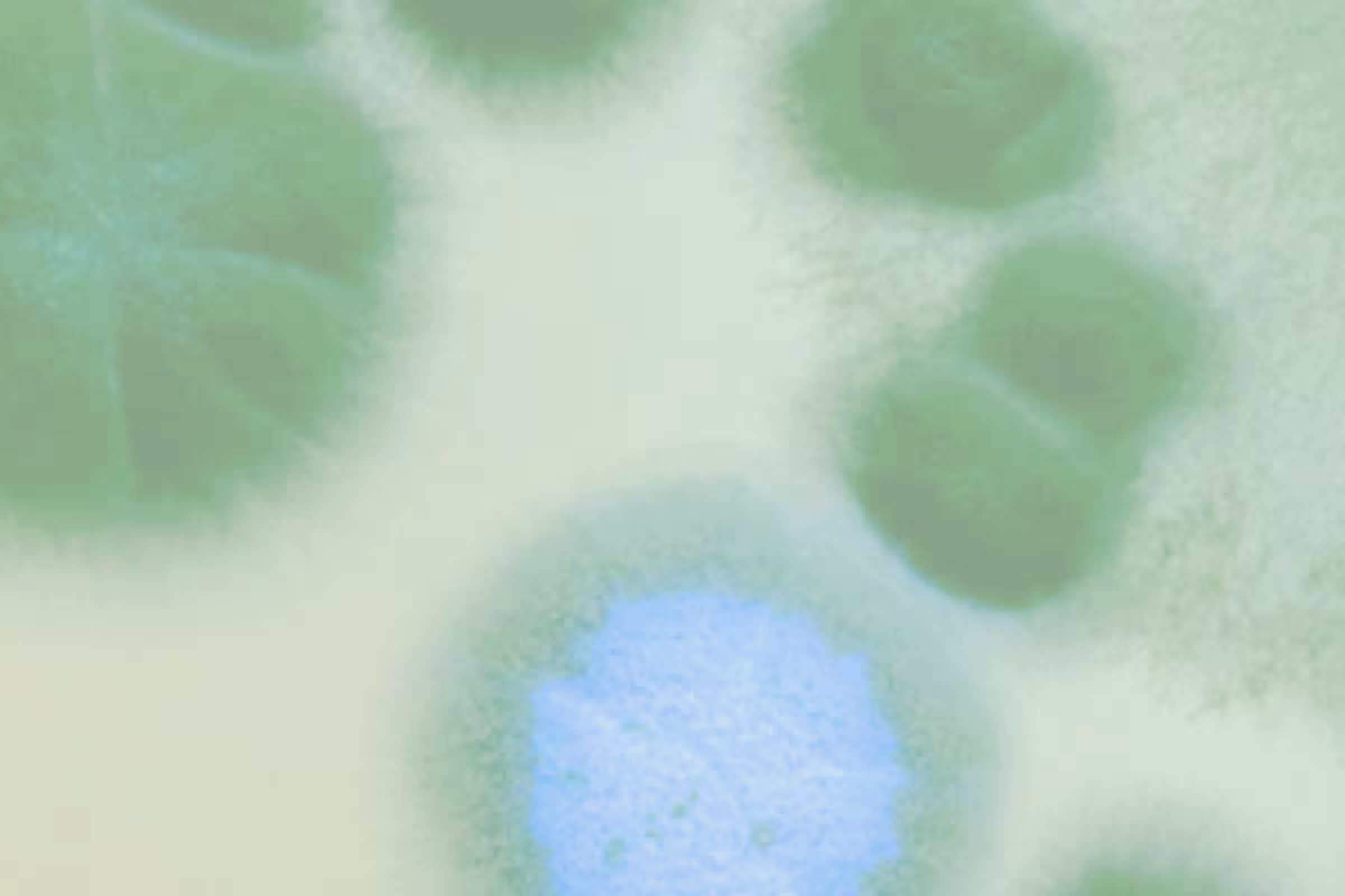 A zoomed in photo of a green colored fungi that is showing yeast infection vs. trichomoniasis 