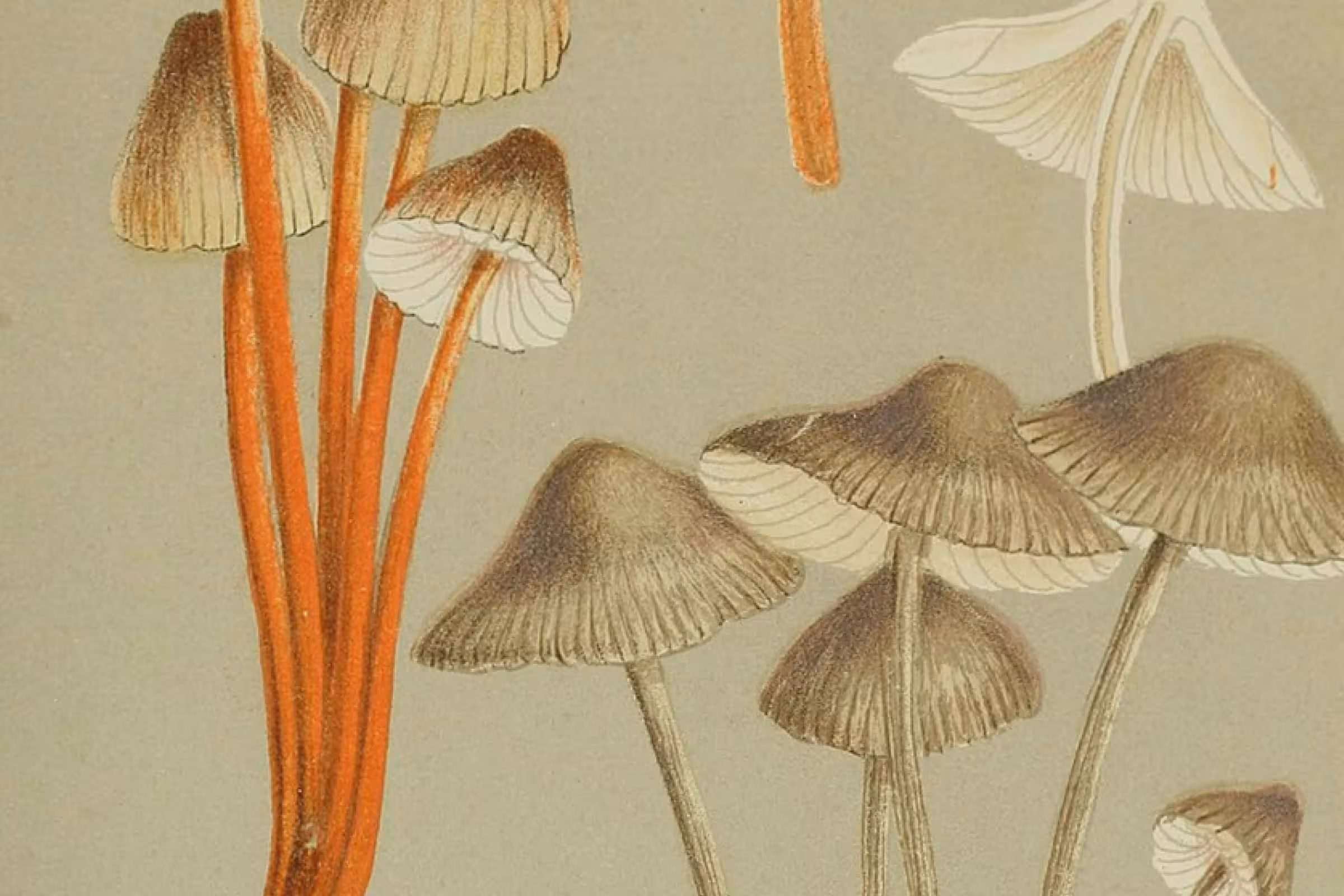 An macro shot of colorful fungi to represent a yeast infection