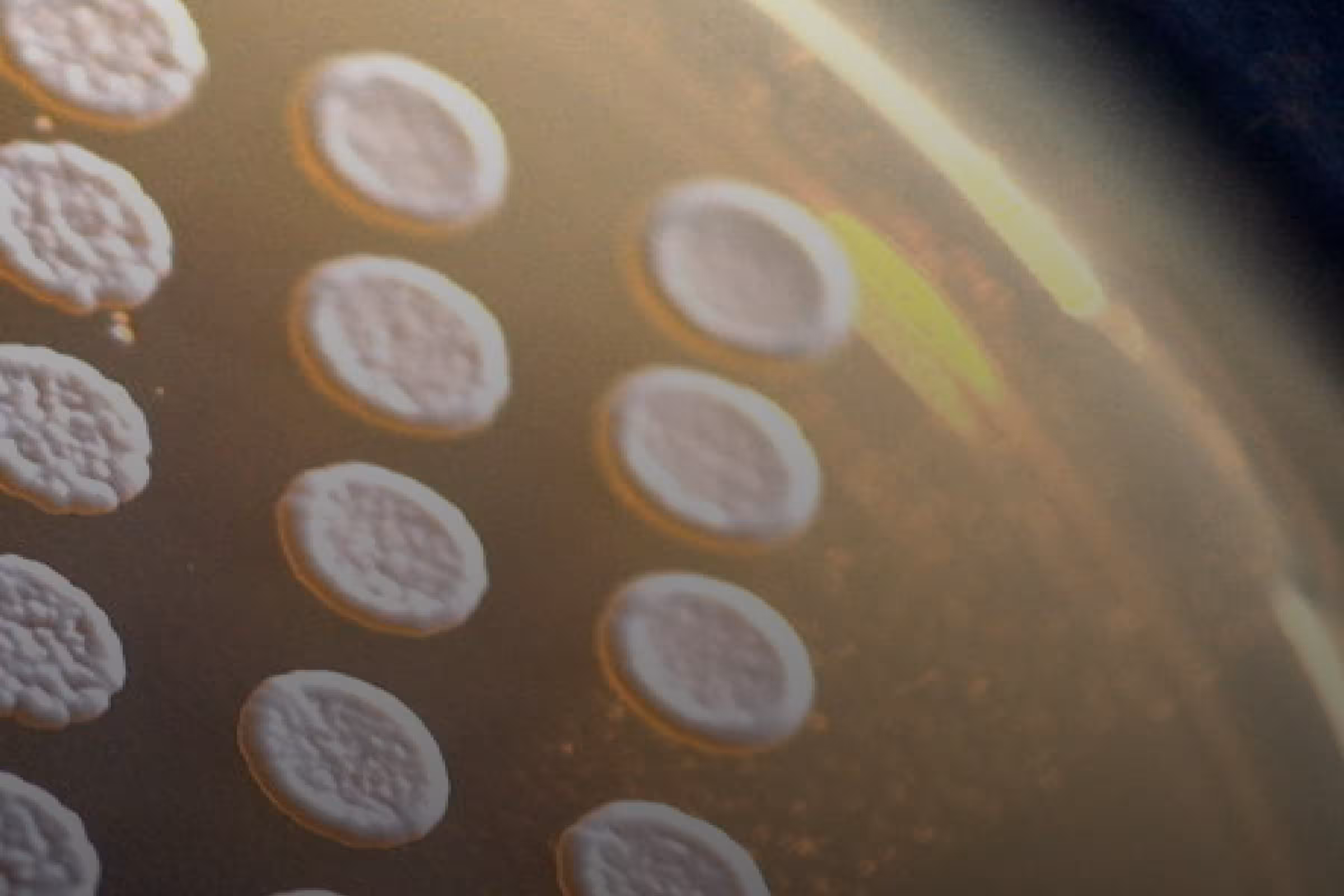 Bacteria up close on a petridish that represent AV vs BV