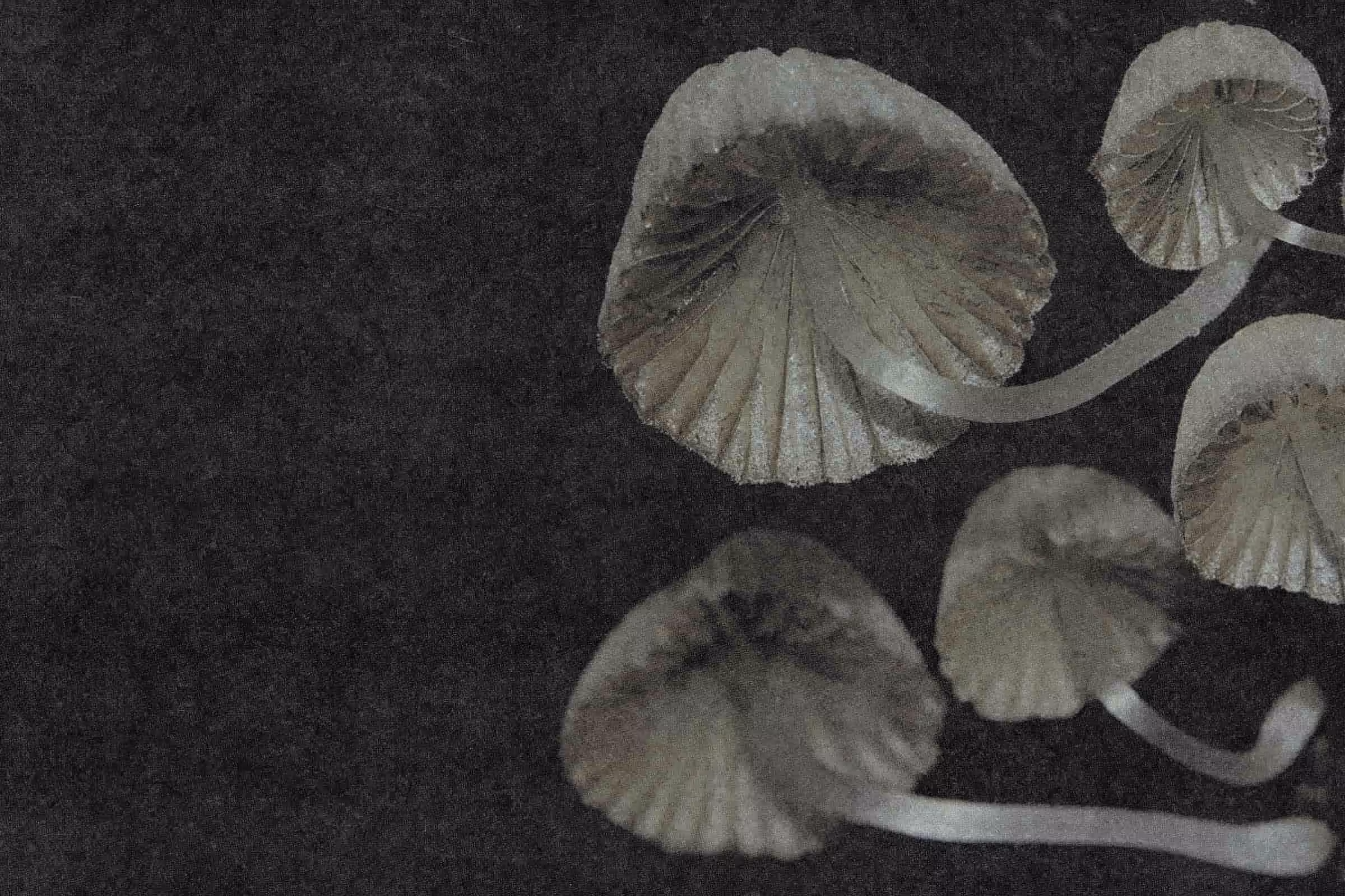 wild black and white fungi representing a yeast infection