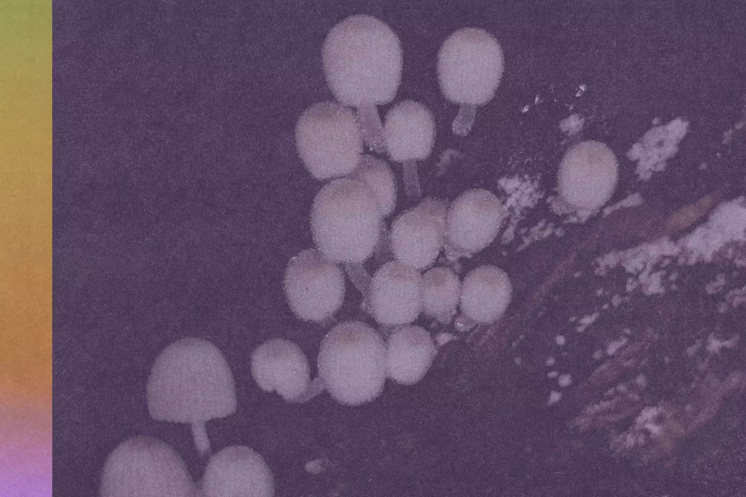 tiny fungi in the wild representing a yeast infection, as yeast is a fungi 
