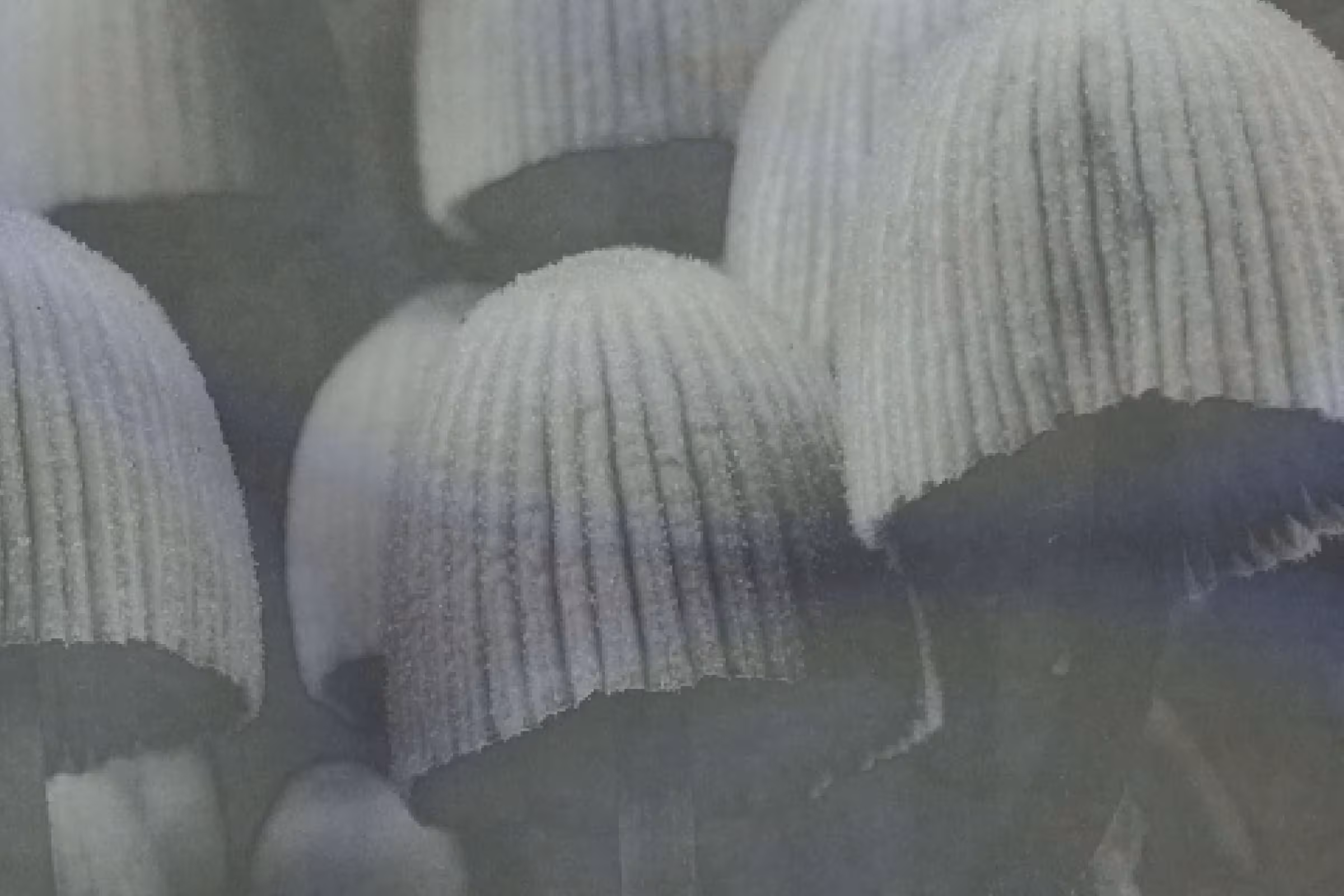 An up close black and white photo of fungi as a representation of fungi after sex 
