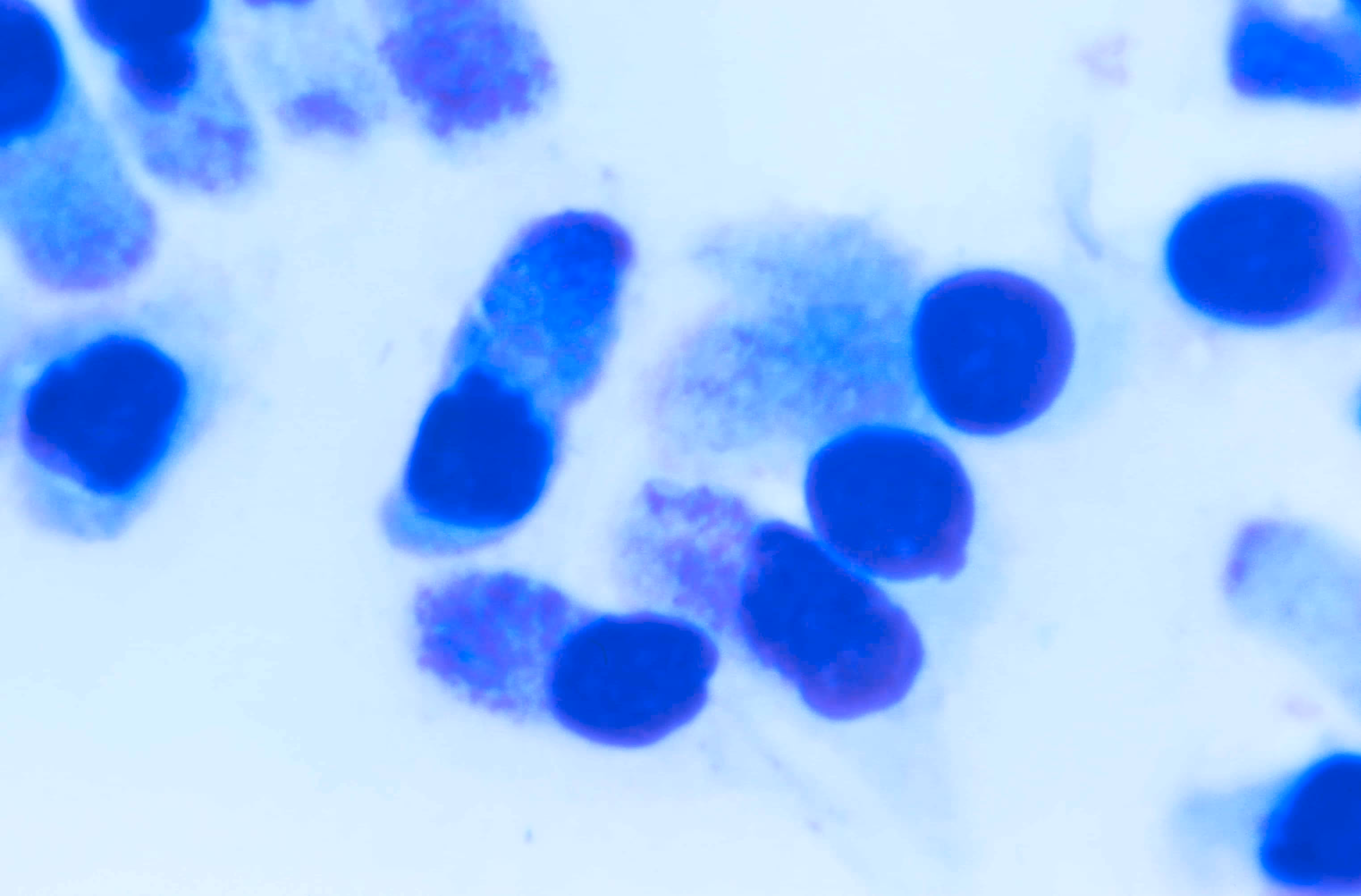 Microscopic image of Chlamydia trachomatis, the bacteria behind the STI chlamydia. 