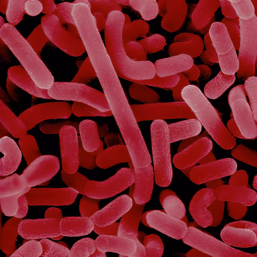 microscopic lactobacillus bacteria, a key component of community state types