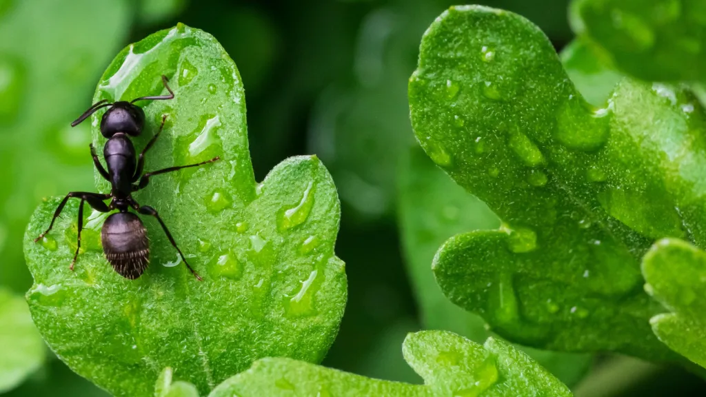 the bug is sitting on the green leaves