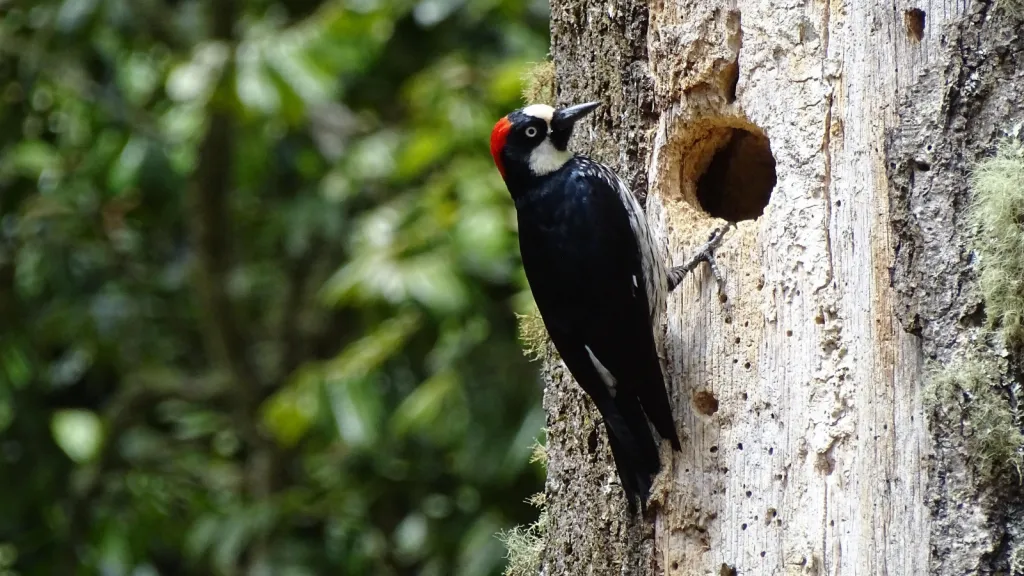 a bird standing on a tree that has a hole