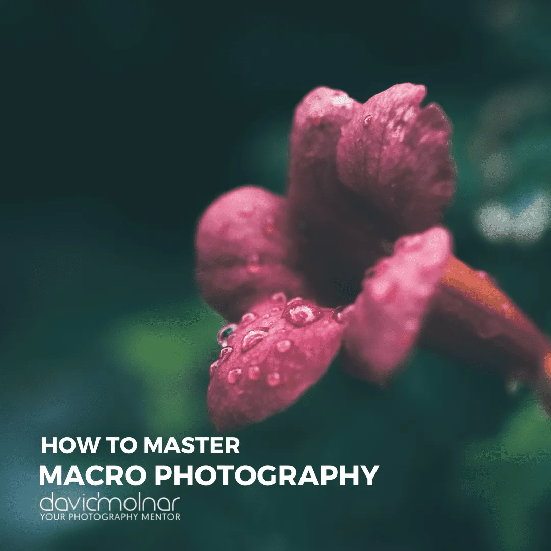 How to Master Macro Photography