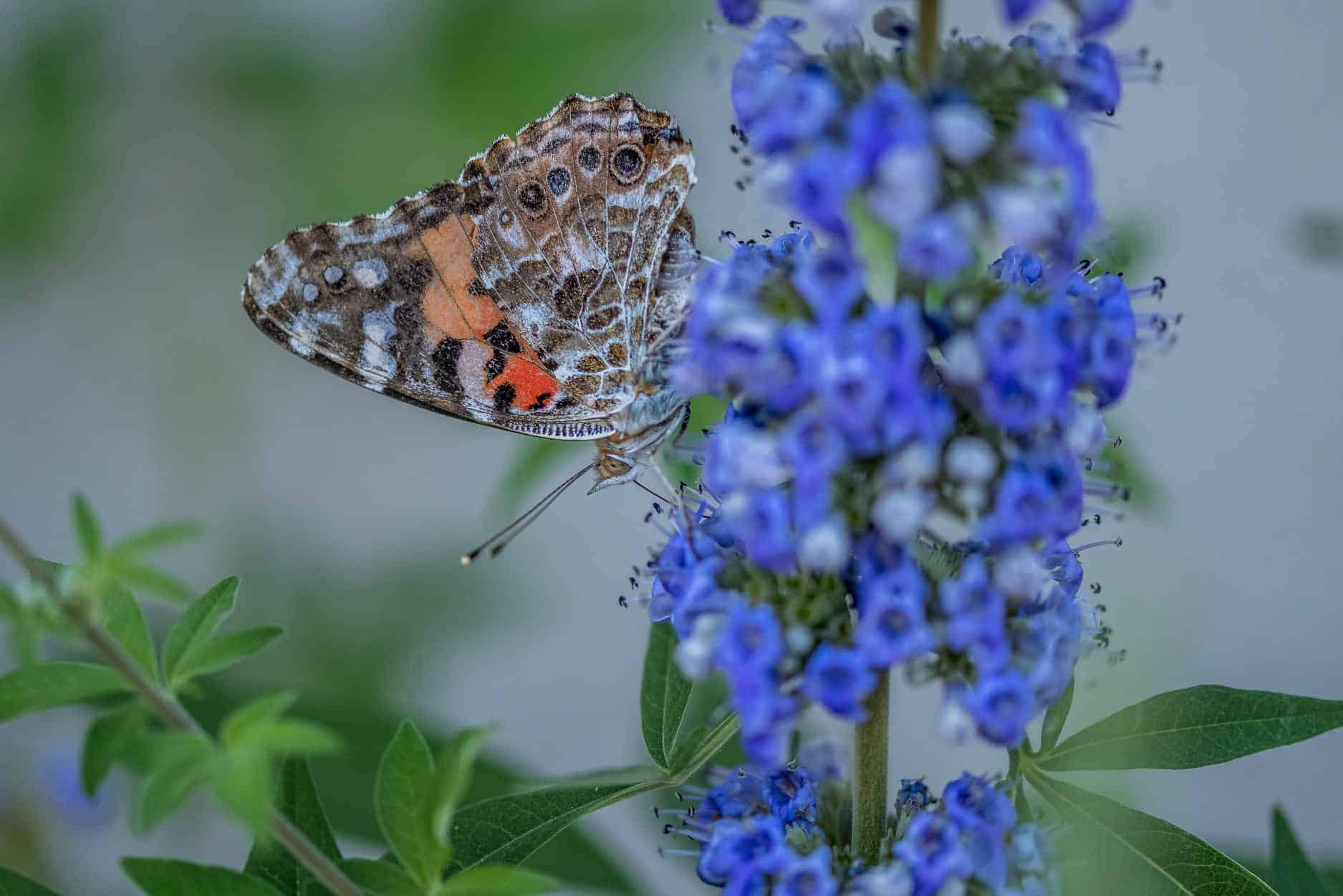Featured Student Photo: Lori Cole