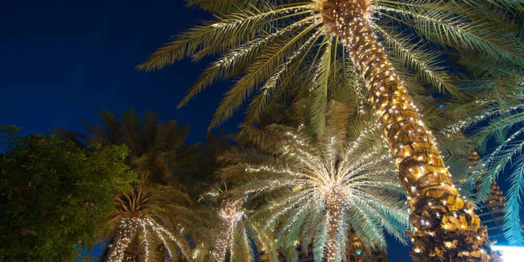 christmas decoration background palm tree.