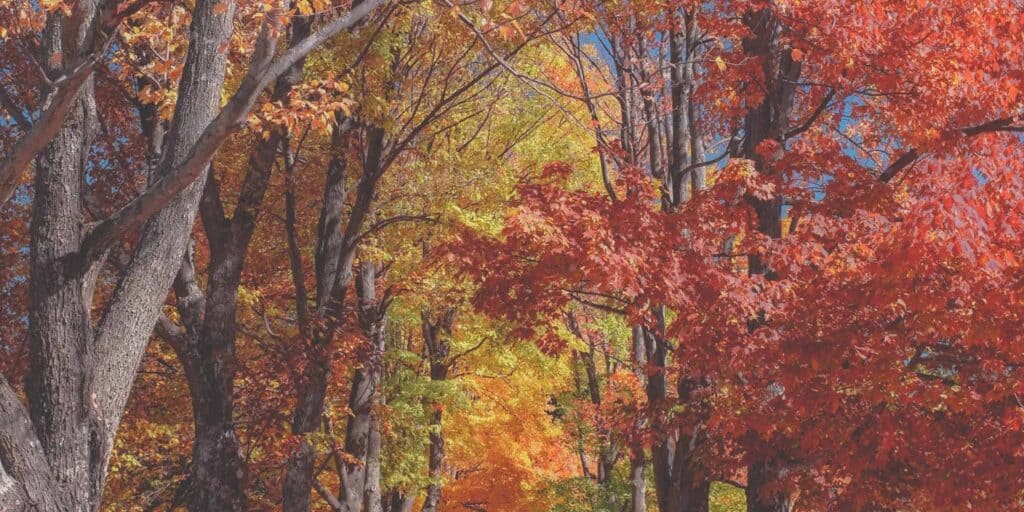 capturing fall colors 03