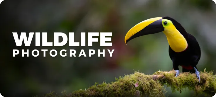 Wildlife Photography