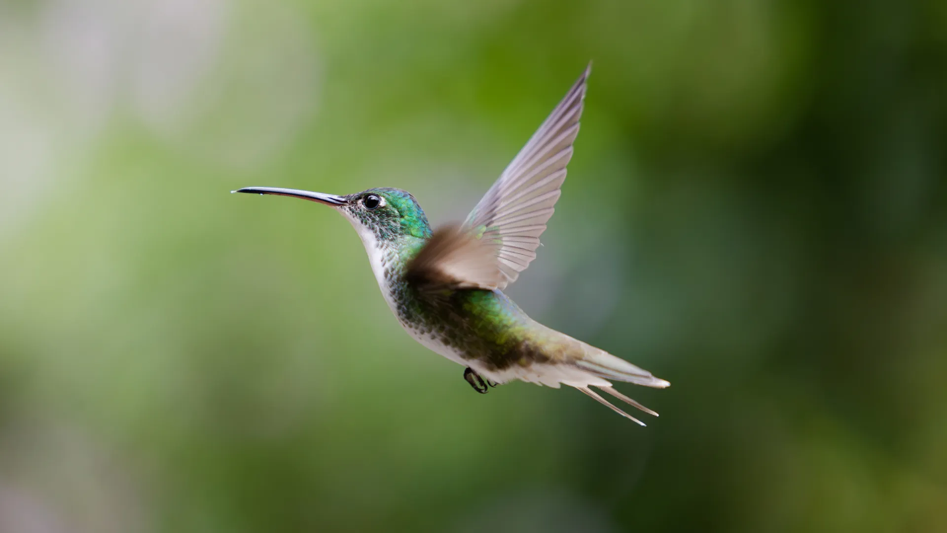 Bird Collection
