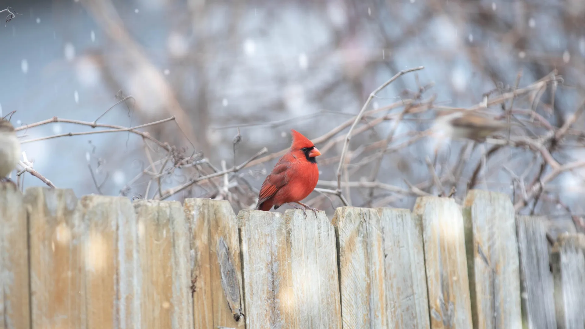 Let It Snow Presets