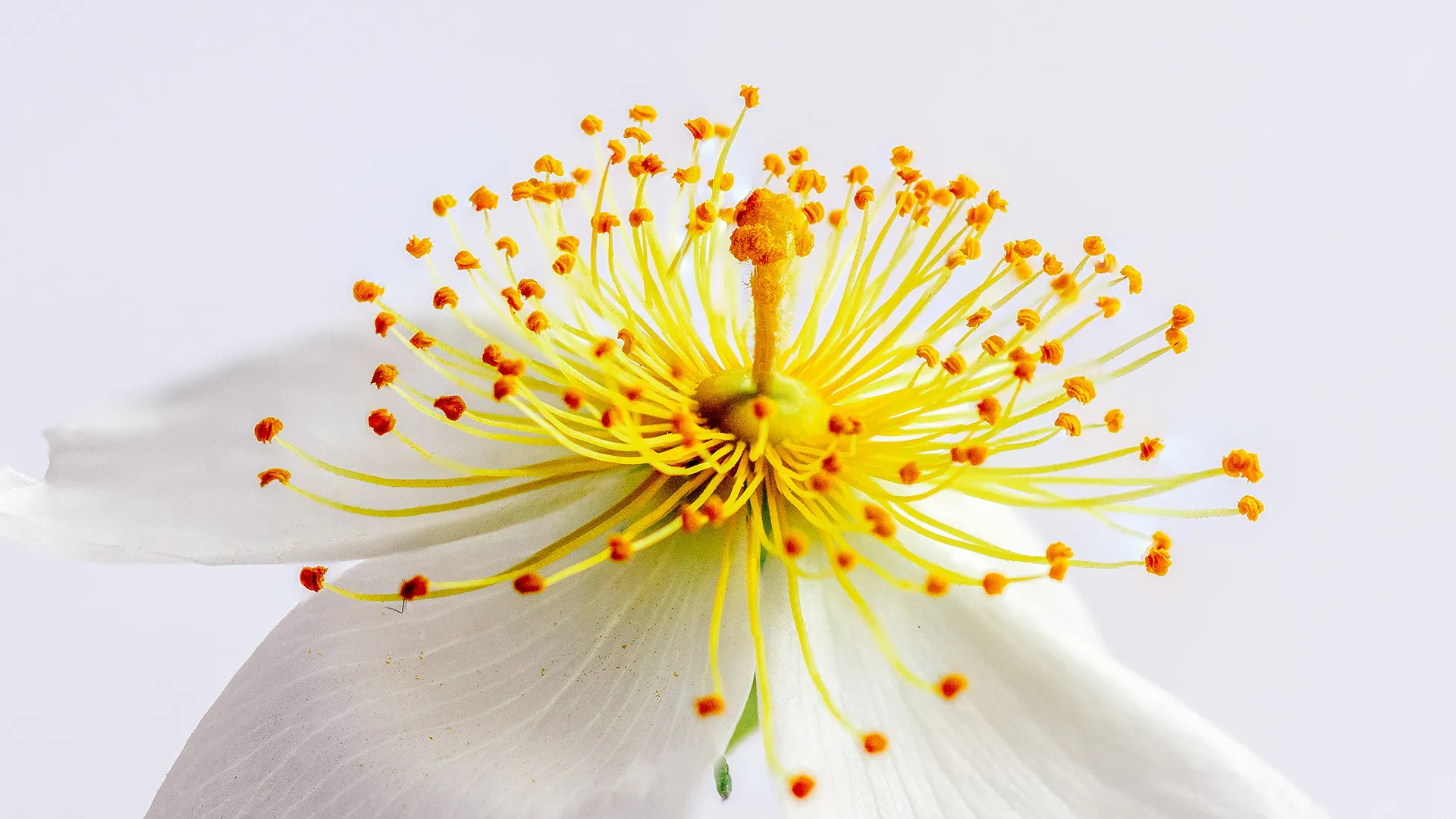 Macro Photography Collection