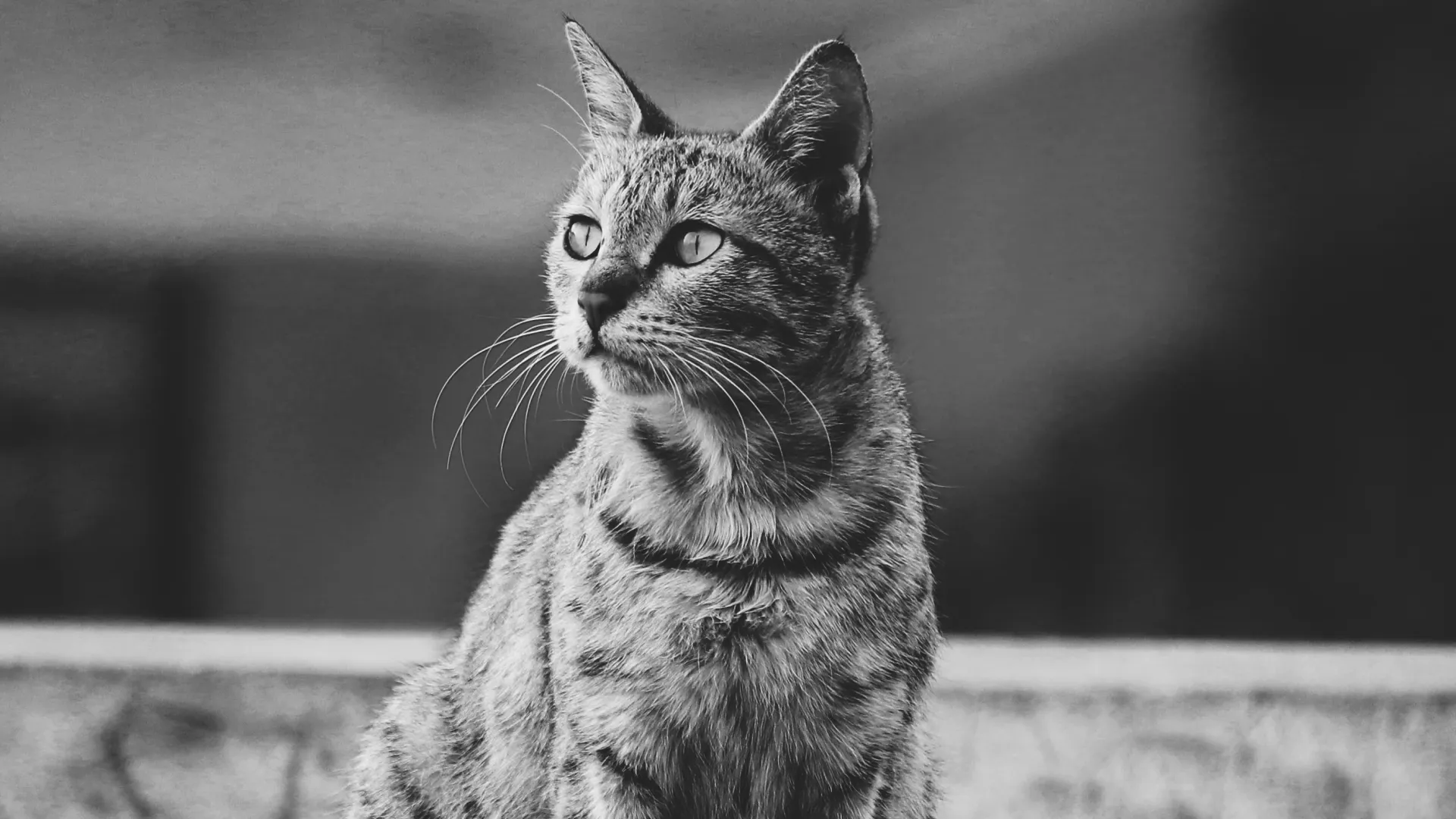 Pet Photography Collection