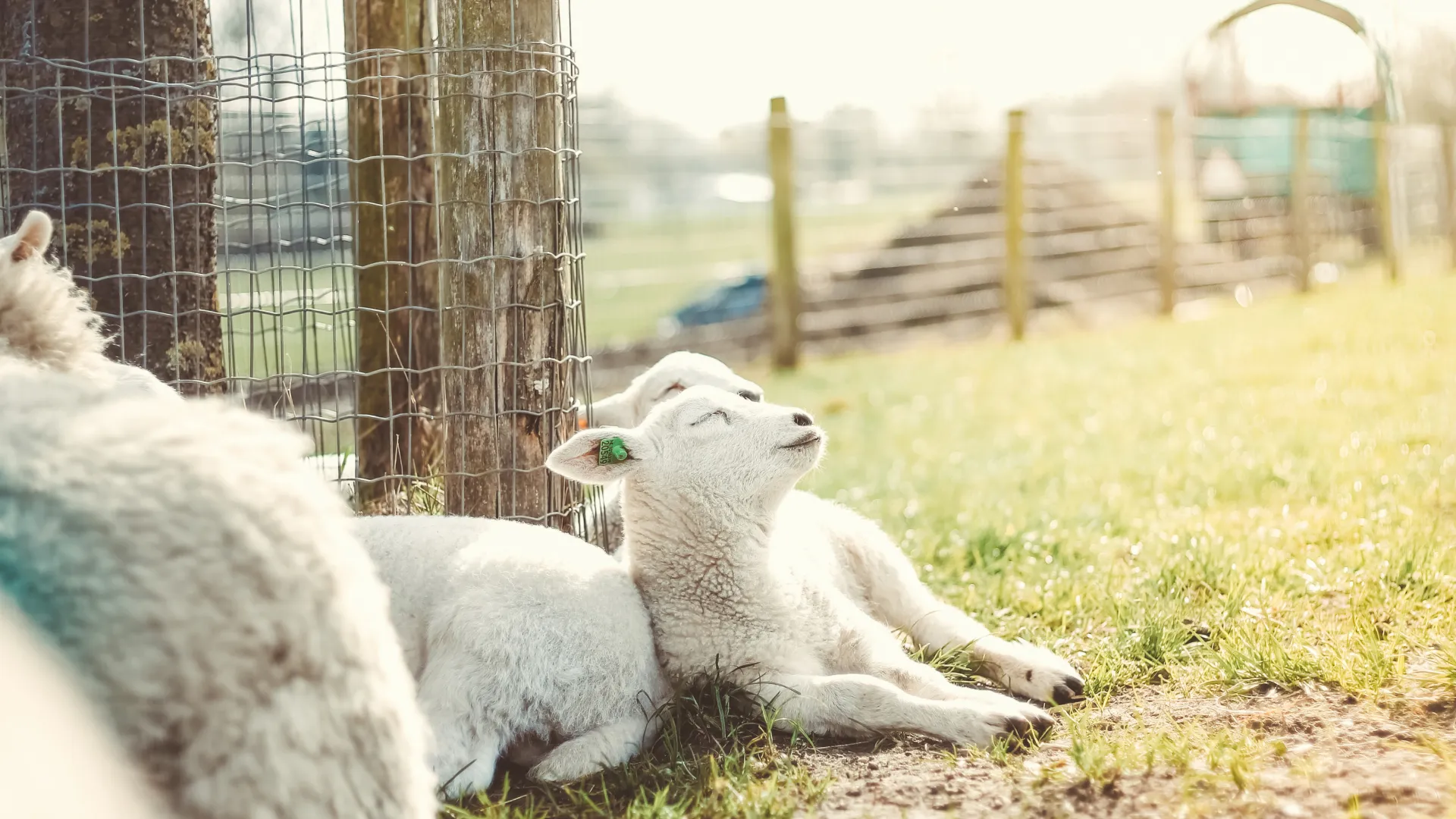 Spring Animals Collection