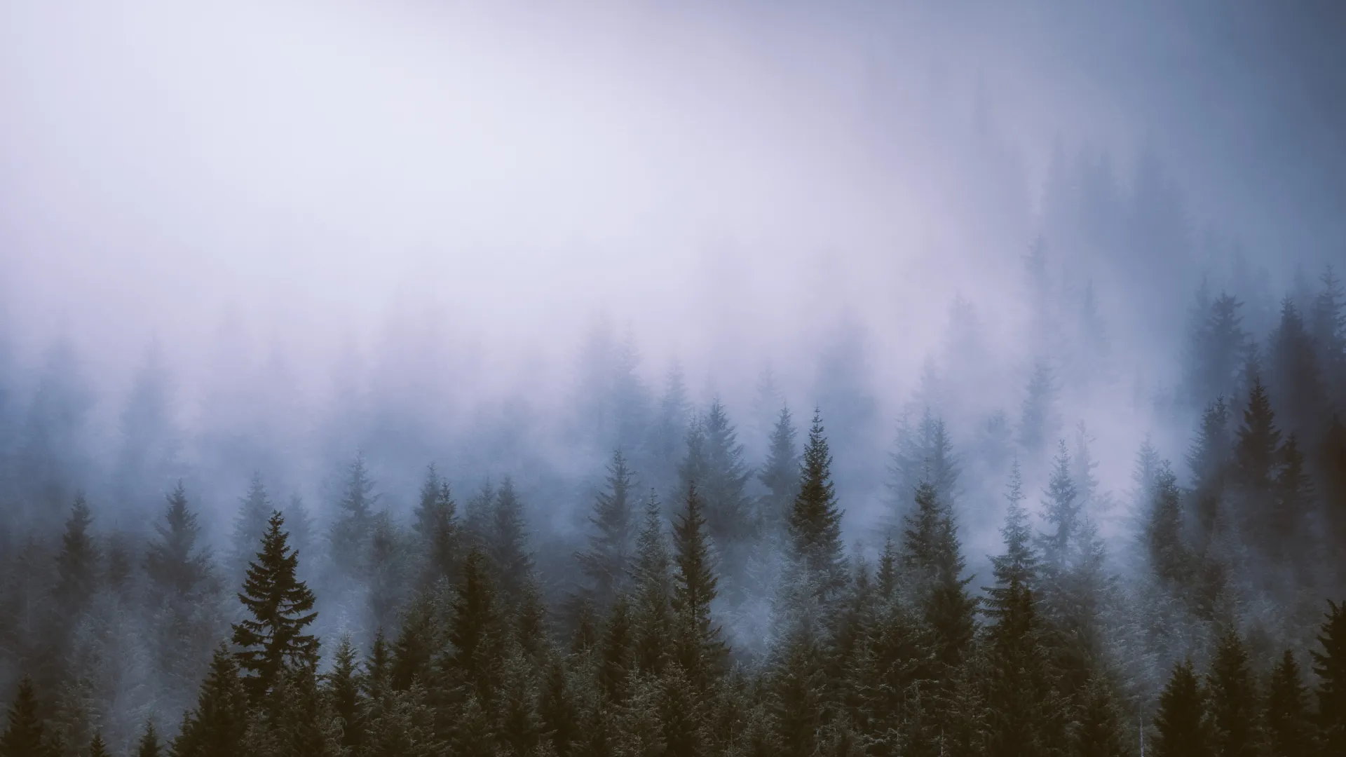 Through the Fog Collection