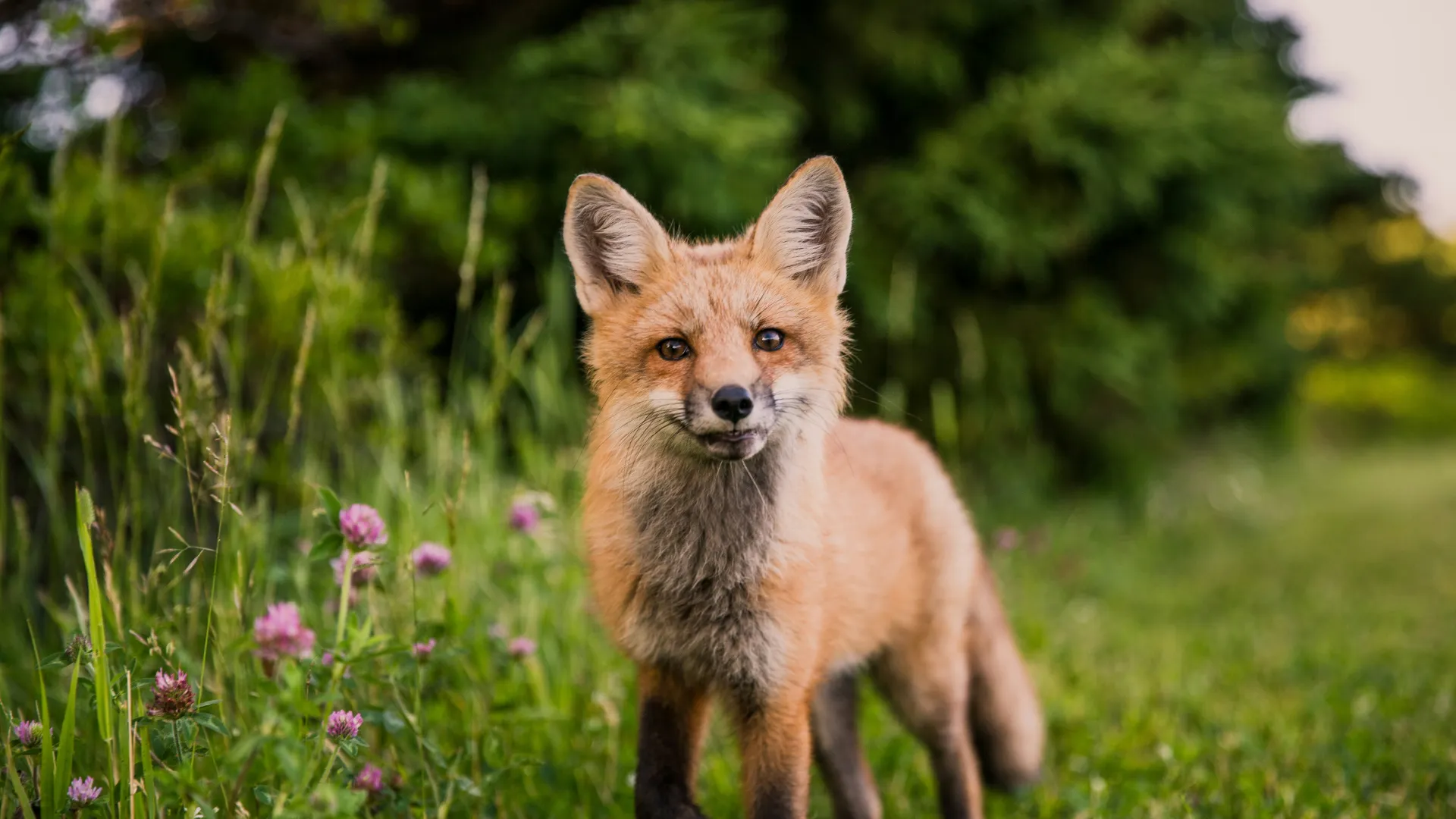 Wildlife Photography Collection II – In the Tropics