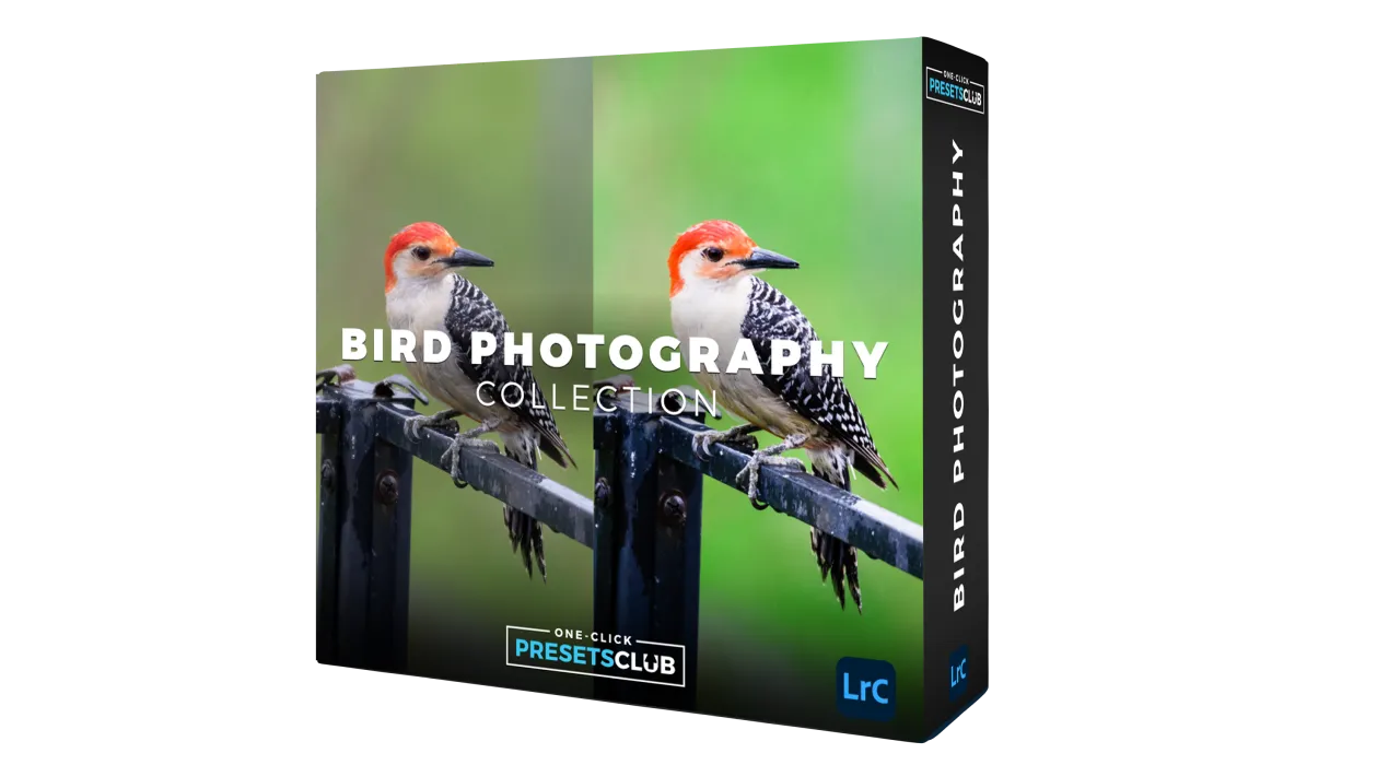 Bird Collection