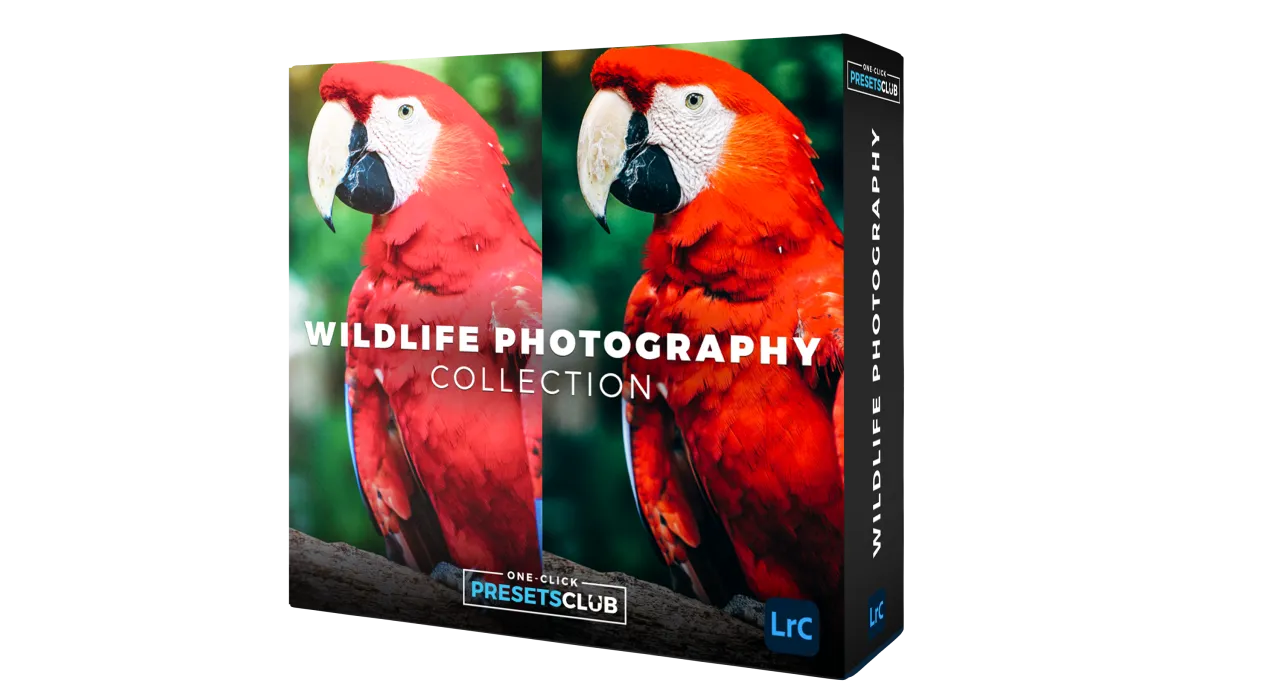 Wildlife Photography Collection I – Big Cats