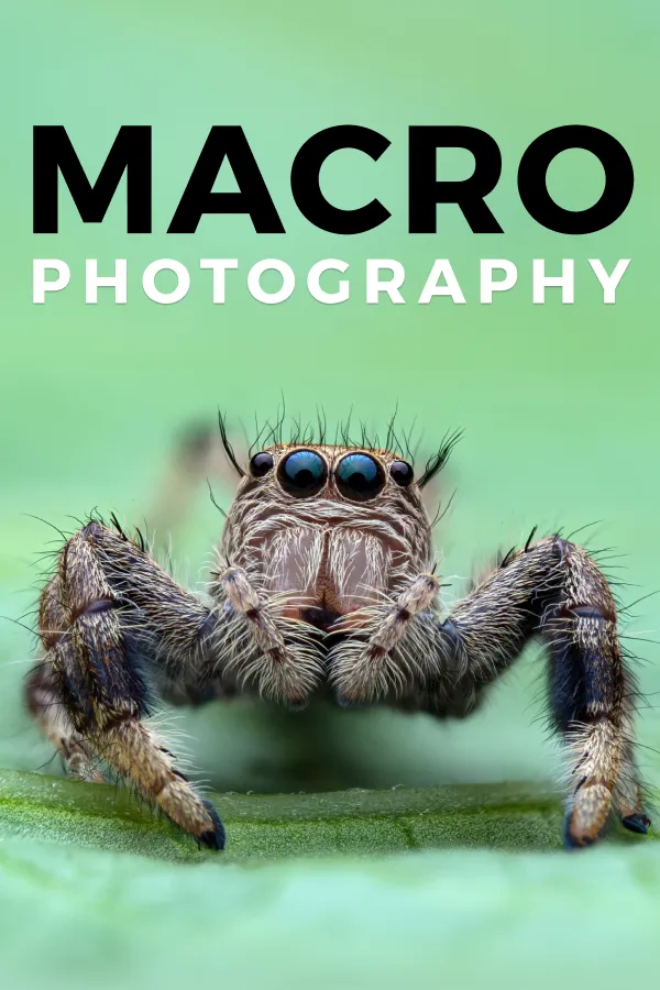 Macro Photography