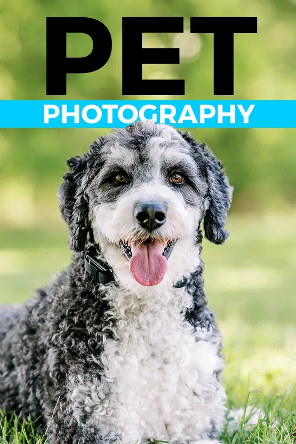 Pet Photography