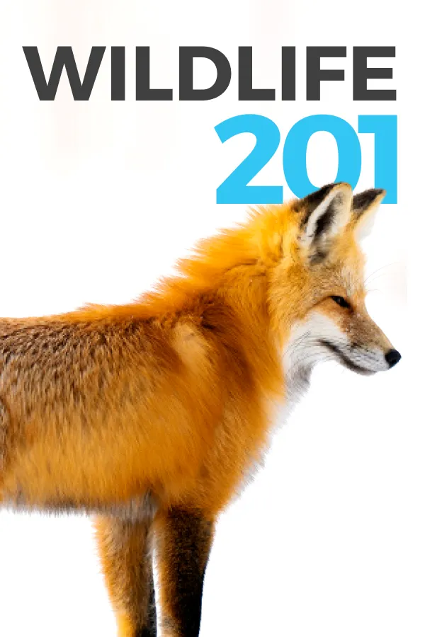 Wildlife Photography 201
