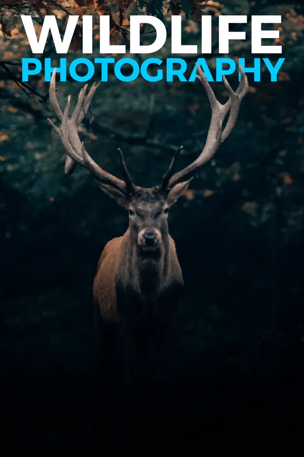 Wildlife Photography 101