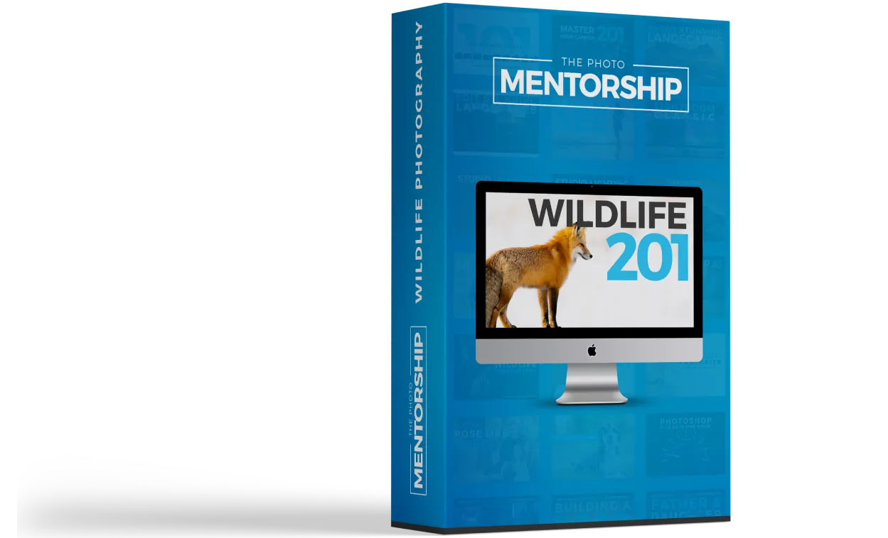 Wildlife Photography 101