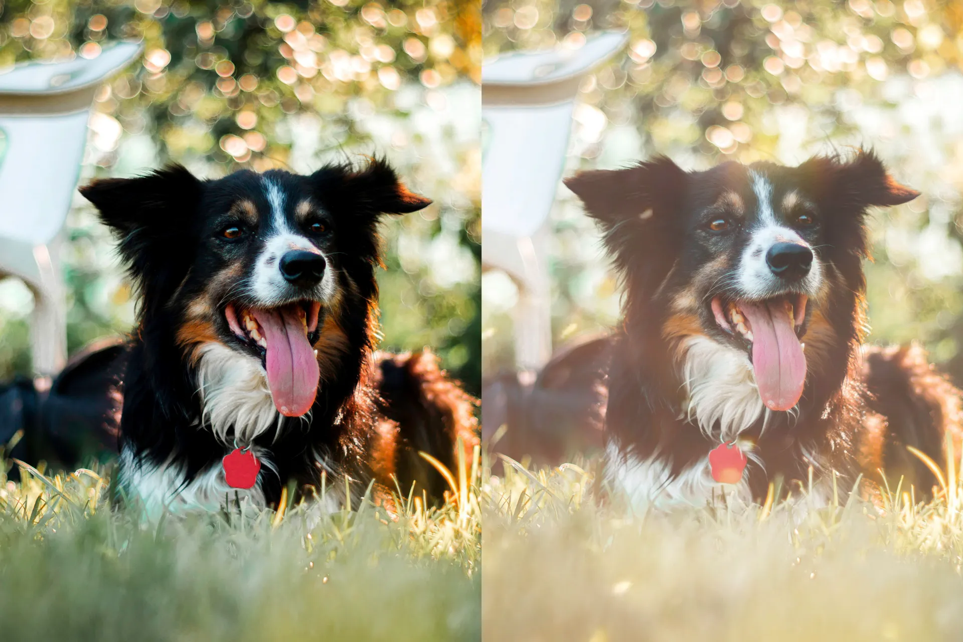 The Photo Mentorship
