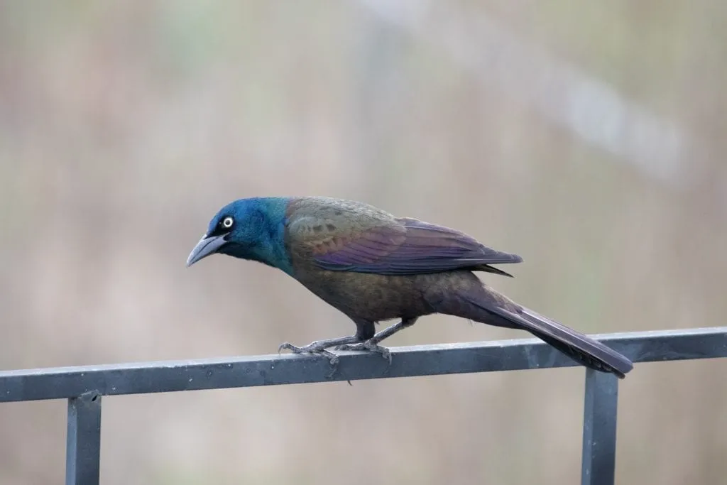 lrp-birdi-1