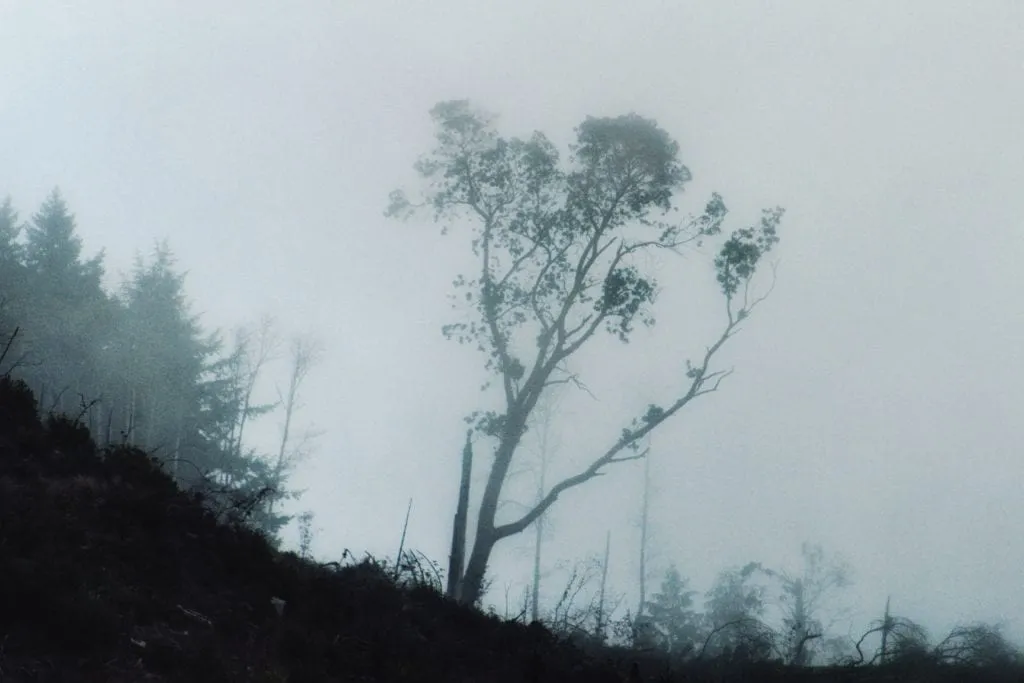 lrp-fog-2