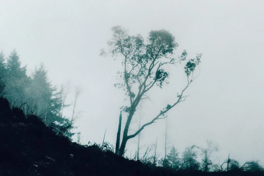 lrp-fog-2