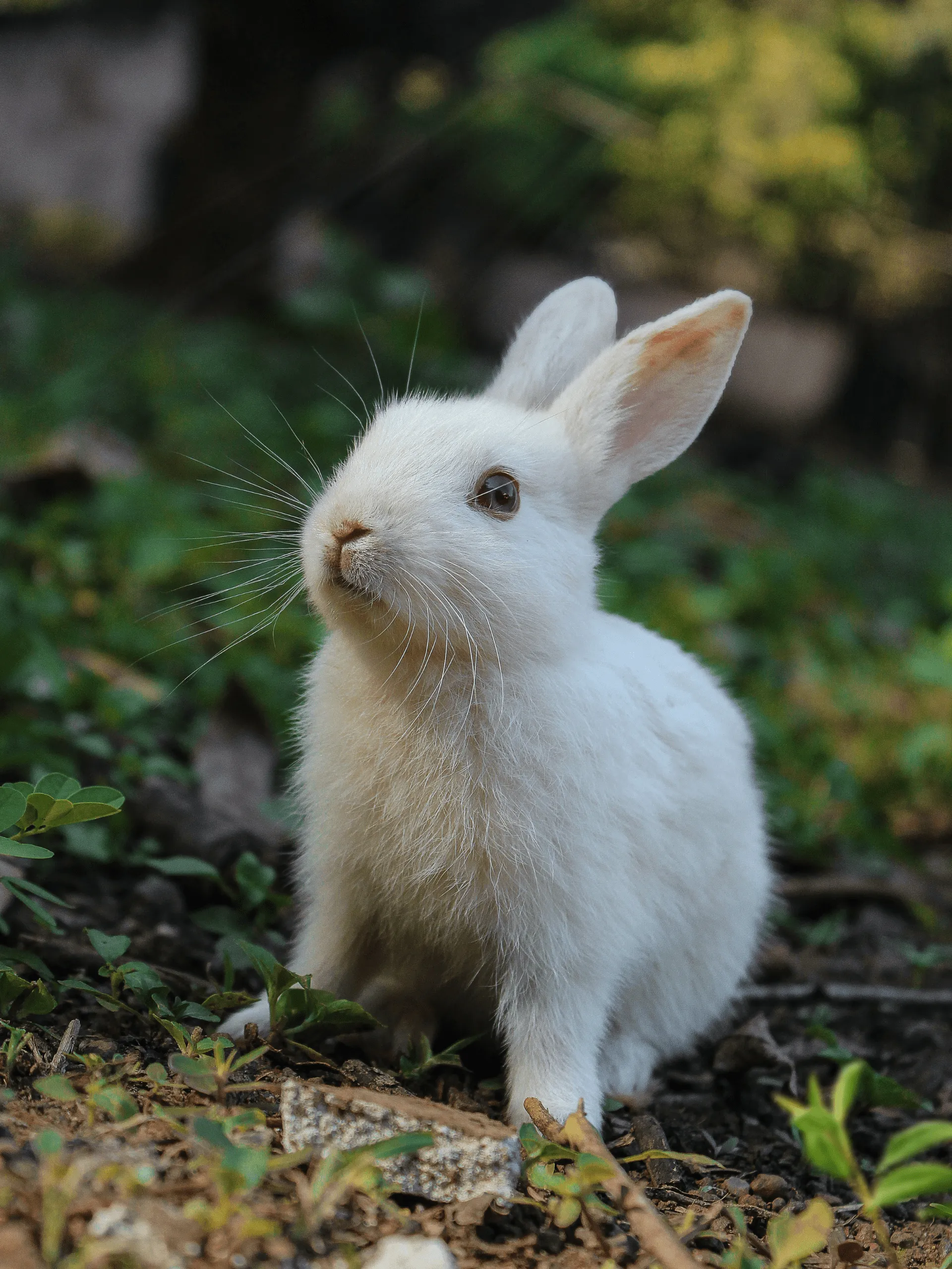 lrp-petphoto-1