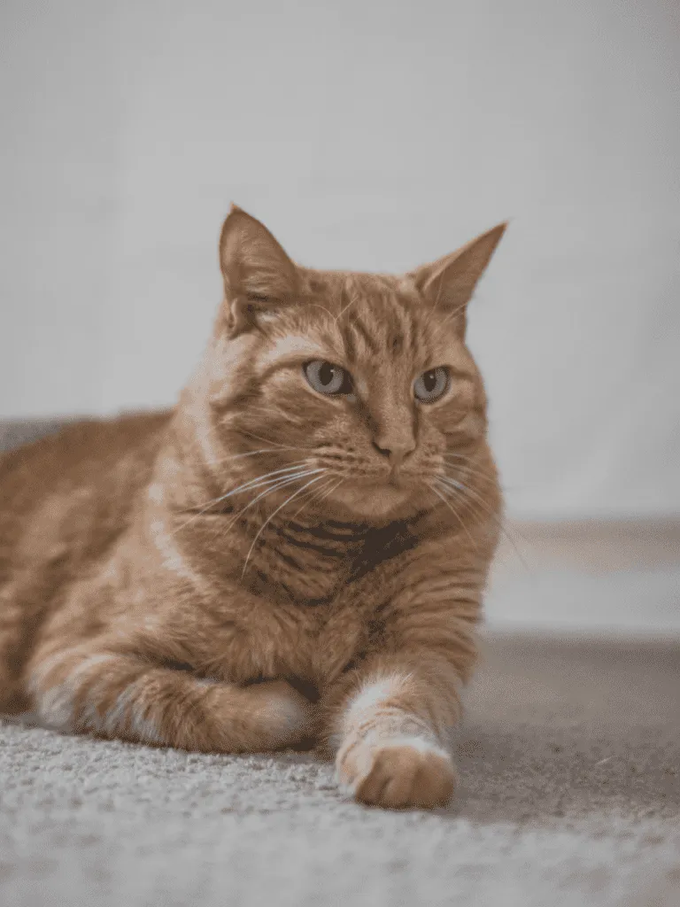 lrp-petphoto-2