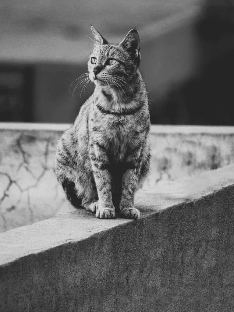 lrp-petphoto-3