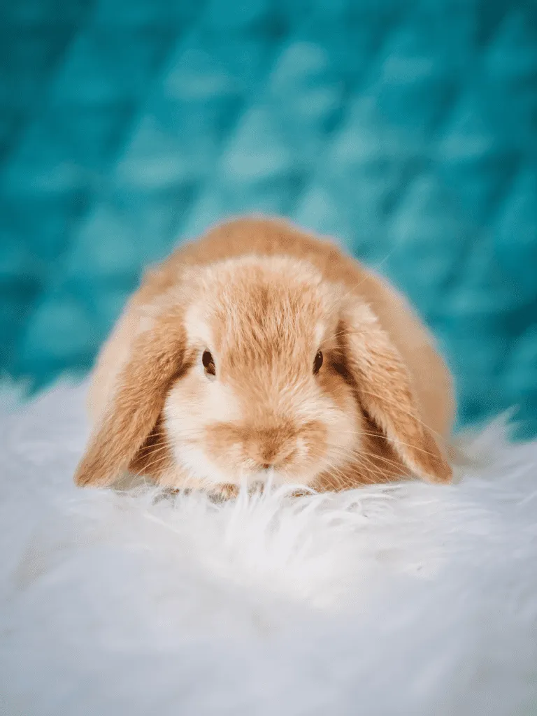 lrp-petphoto-4