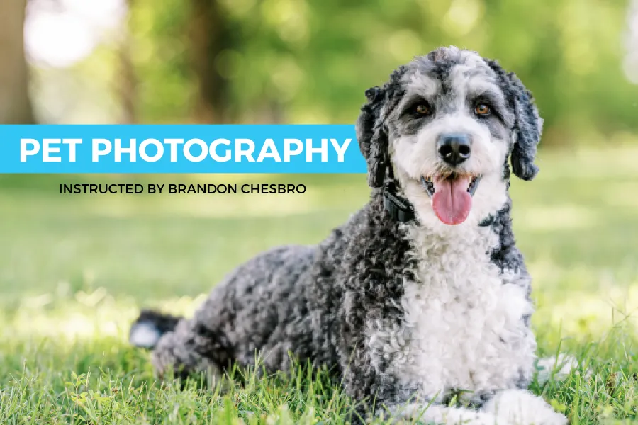 Pet Photography