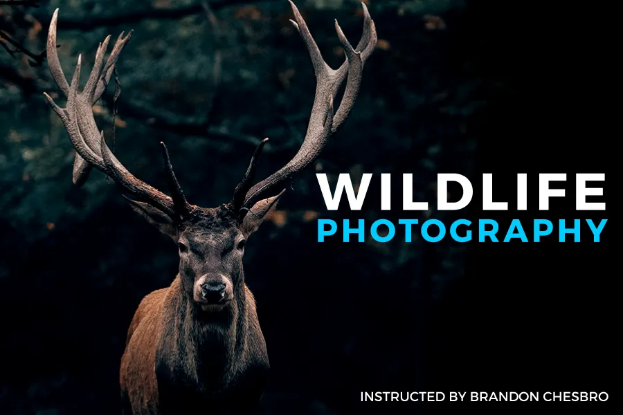 Wildlife Photography 101