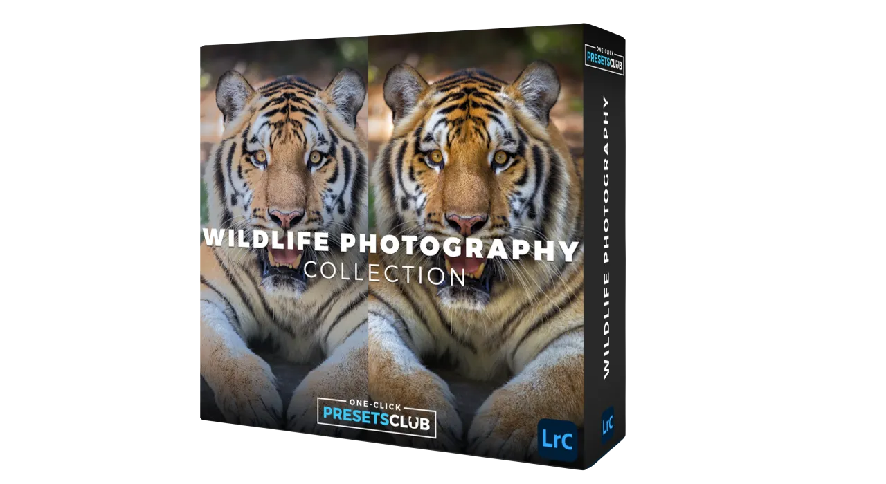 Wildlife Photography Collection I – Big Cats