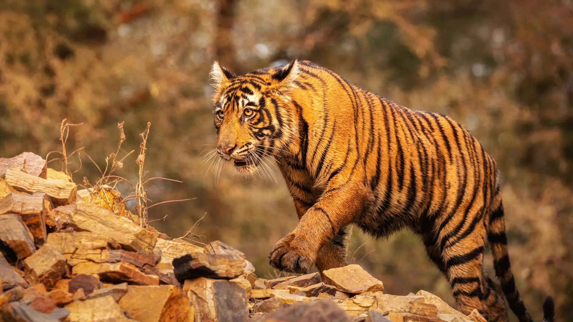 Wildlife Photography Collection I – Big Cats